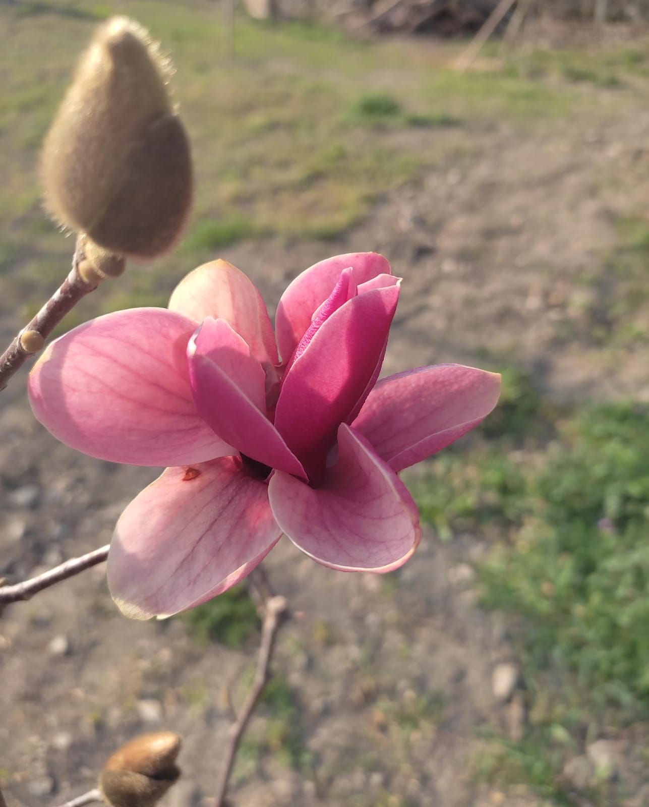 Agriabruzzo Vacri Articoli per Giardinaggio e Orto